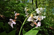 34 Scendendo da Cima di Muschiada traccia-sentierino fiorito di Dentaria minore (Cardamine bulbifera)